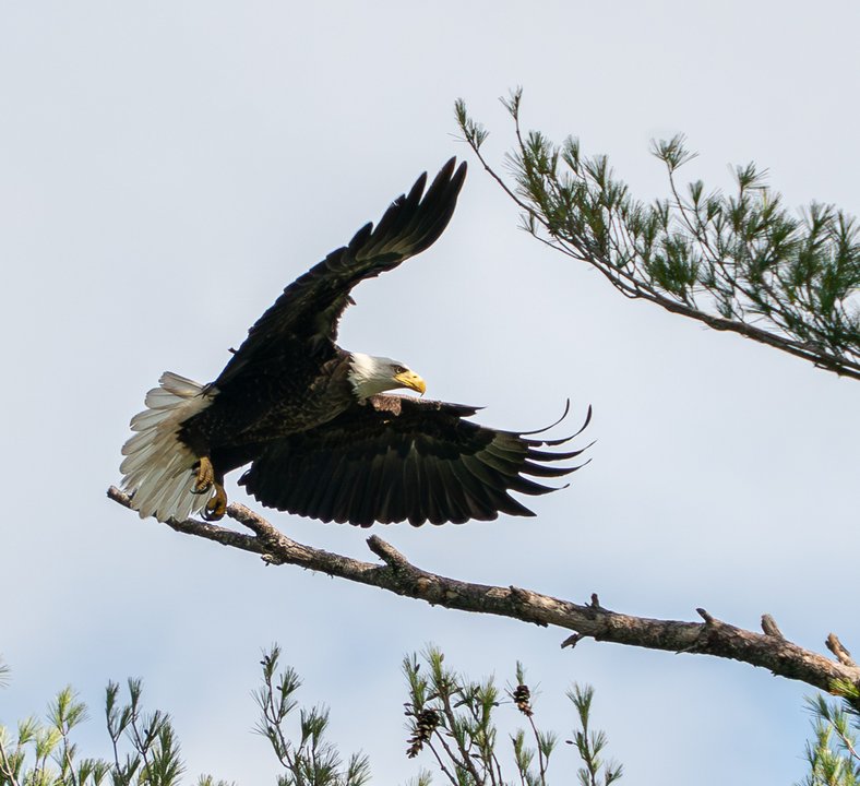 Bald Eagle