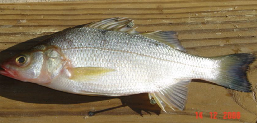 2008 White Perch