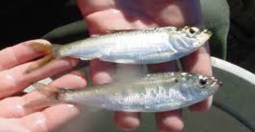 2010 Blueback Herring