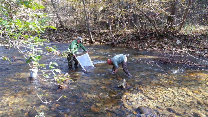 macroinvertebrate sampling