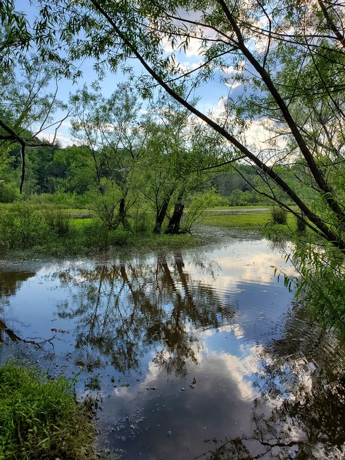 Wetlands upstream of Lake James on the Catawba River