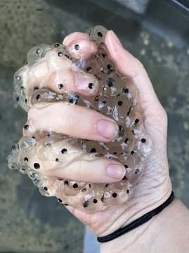 Amphibian eggs to seed mesocosms.jpg