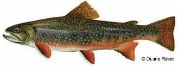 Brook Trout