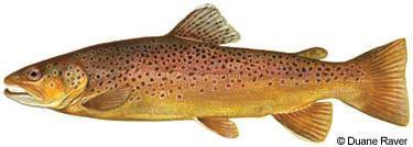 Brown Trout