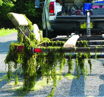 Hydrilla on boat trailer. Photo credit- Kentucky Dept. of Fish and Wildlife