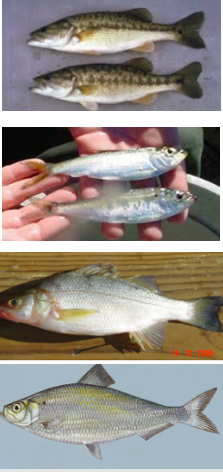 Fish in Lake James  Lake James Environmental Association