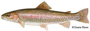 Rainbow Trout