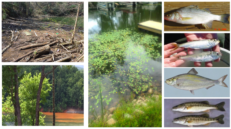 Trash, erosion, and the introduction of invasive species are all current threats to the watershed