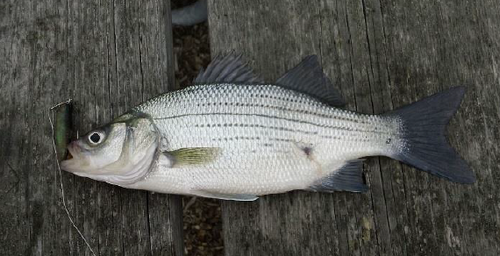 White Bass