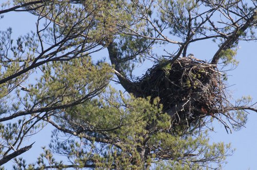 adult on nest.jpg