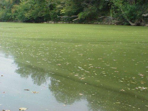 algal bloom.jpg